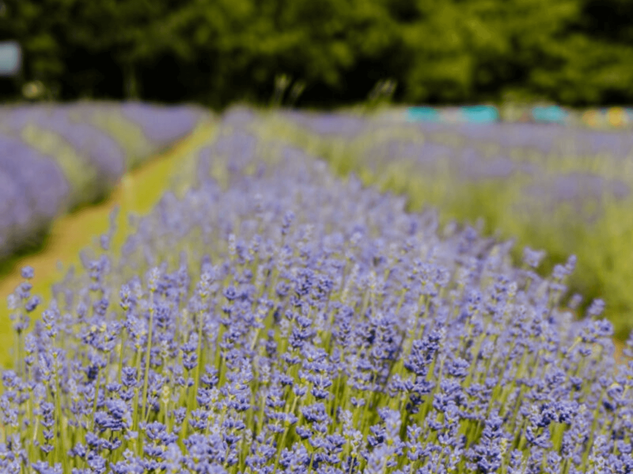 Physis Garden lavender field